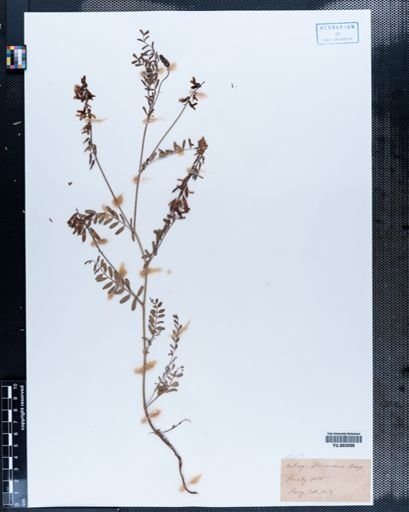 Astragalus