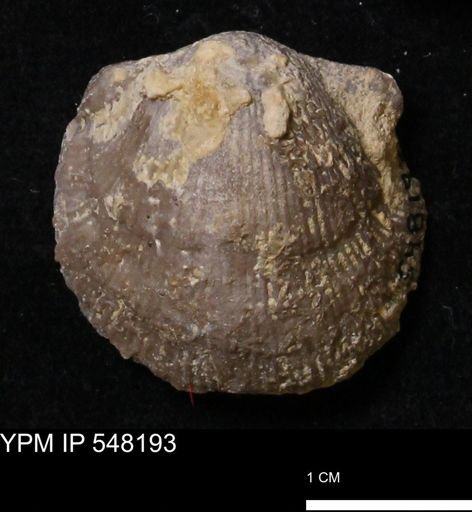 Stropheodonta altidorsata