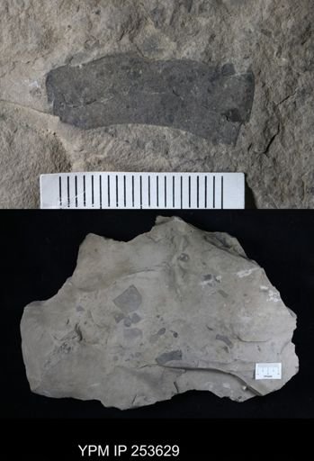 Eurypterus sp.
