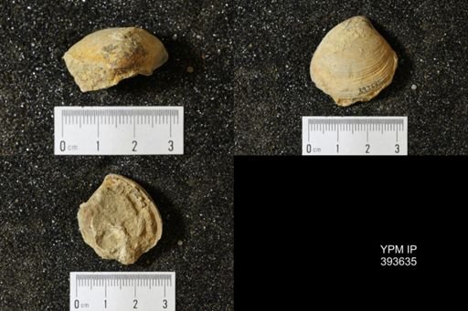 Corbicula?