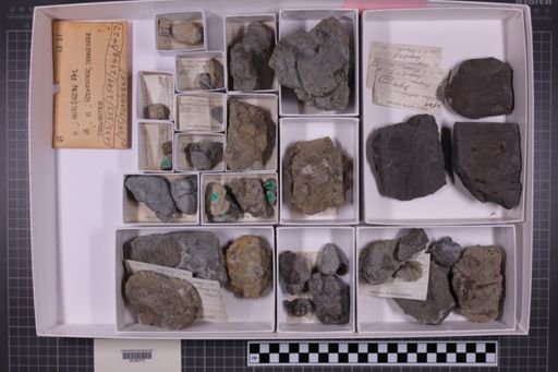 mixed taxa, stratigraphic collection