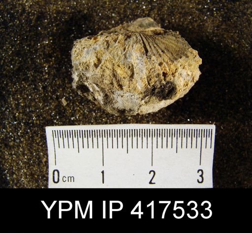 Trematospira sp.