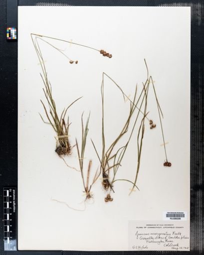 Juncus marginatus