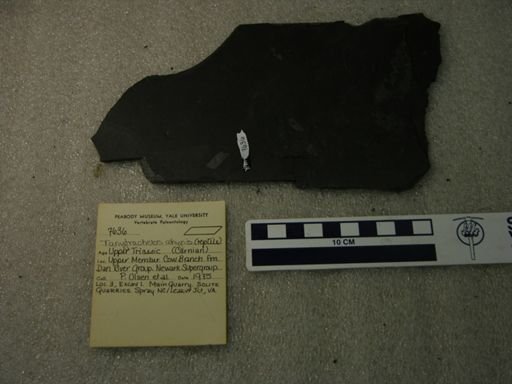 Tanytrachelos ahynis