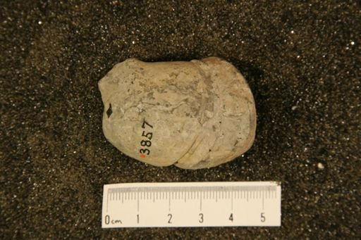 Beloitoceras percurvatum
