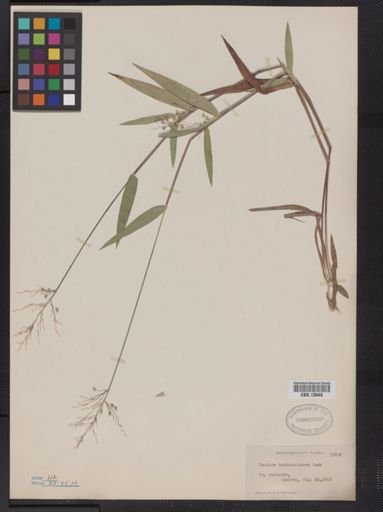 Panicum oligosanthes