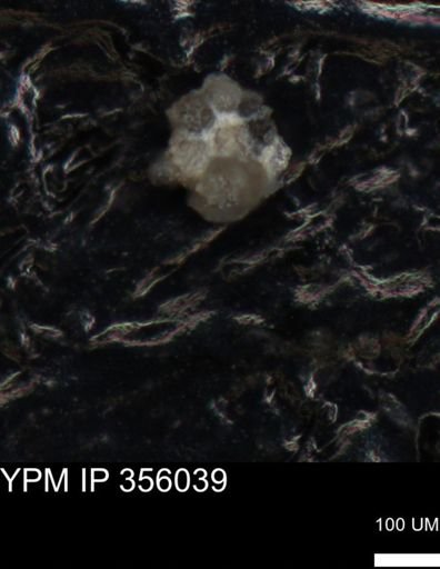undet. Foraminiferida