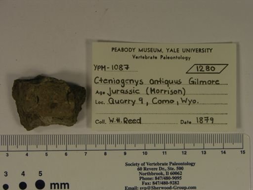 Cteniogenys antiquus