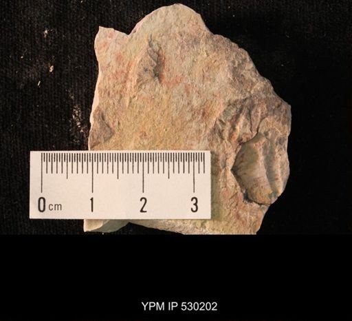 Elrathia kingi