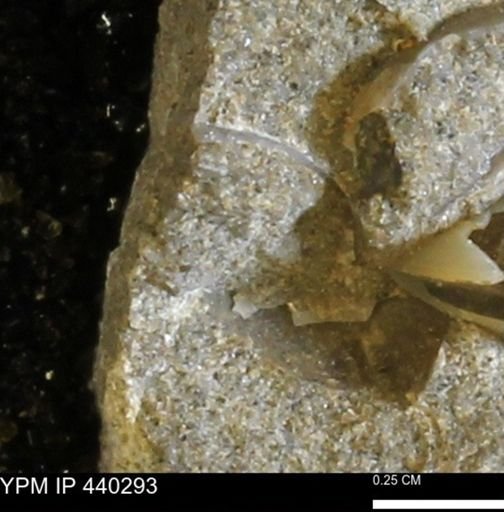 Protocardia subquadrata