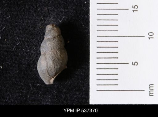 Goniobasis ortmanni