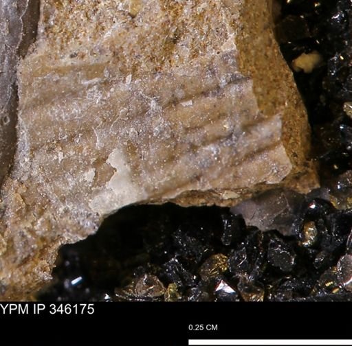 undet. Mollusca