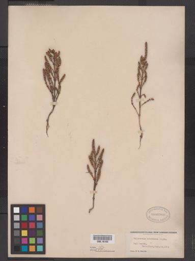 Salicornia europaea