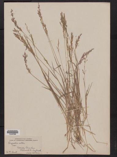 Agrostis alba
