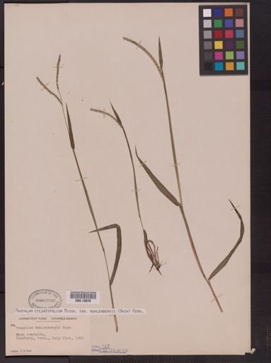 Paspalum ciliatifolium
