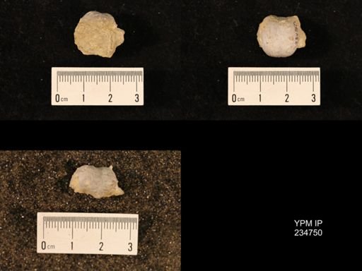 Marginifera splendens