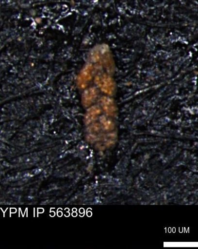 Ammobaculoides phaulus