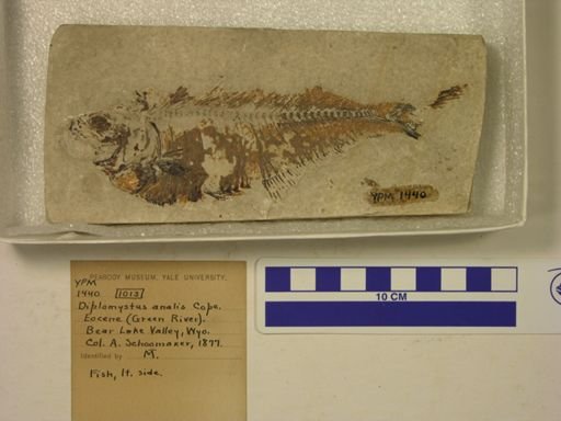 Diplomystus analis