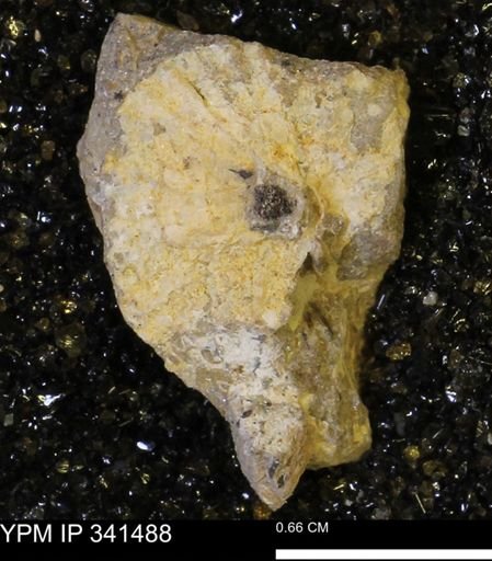Scaphites sp.