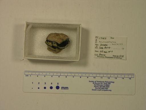 Archaeohyrax suniensis