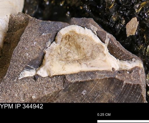 Limopsis striatopunctatus