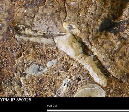 undet. Mollusca