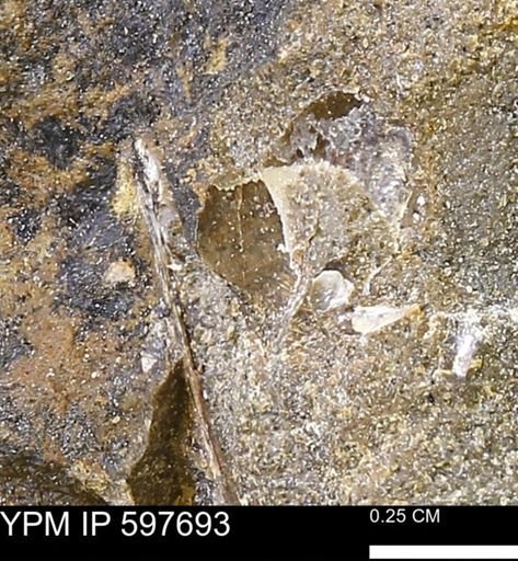 undet. Bivalvia