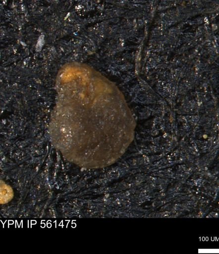 Spirolocammina subcircularis