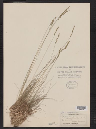 Festuca capillata