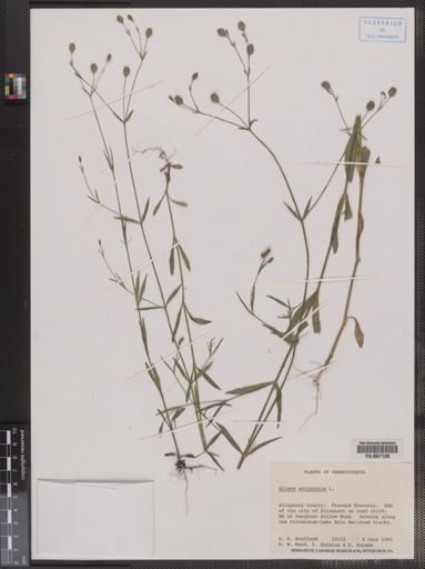 Silene antirrhina