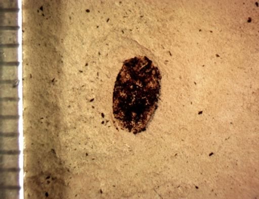 undet. Coleoptera