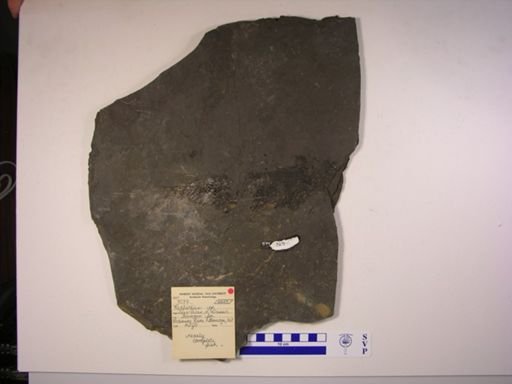 Redfieldia sp.