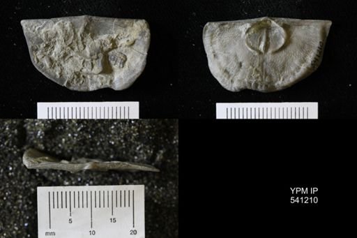 Strophomena planumbona