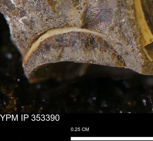 Limopsis striatopunctatus