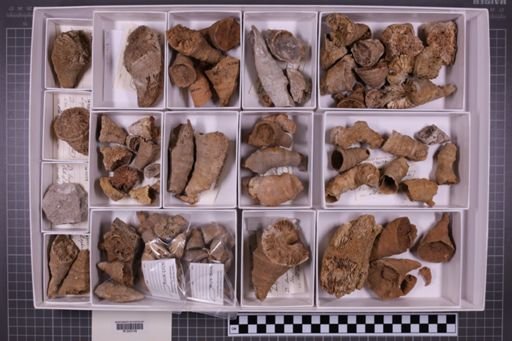 mixed taxa, stratigraphic collection