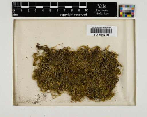 Plantae