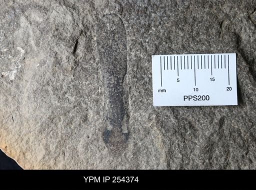 Pterygotidae