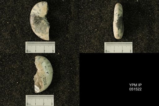 Hoploscaphites nicolletii