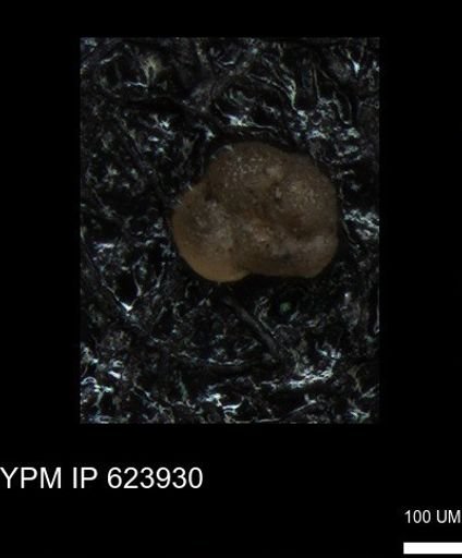 undet. Foraminiferida