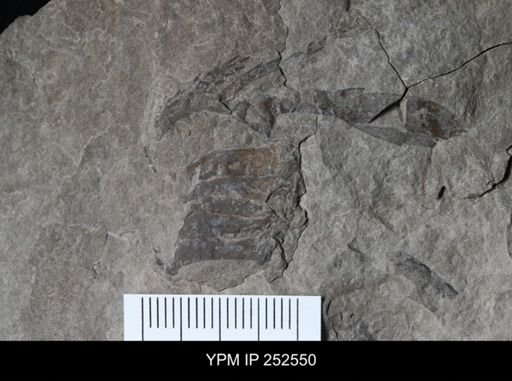 undet. Eurypterida