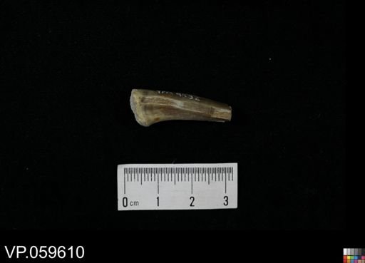 Xiphactinus sp.