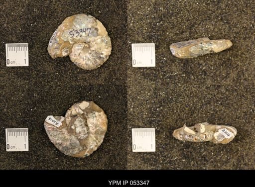 Discoscaphites conradi
