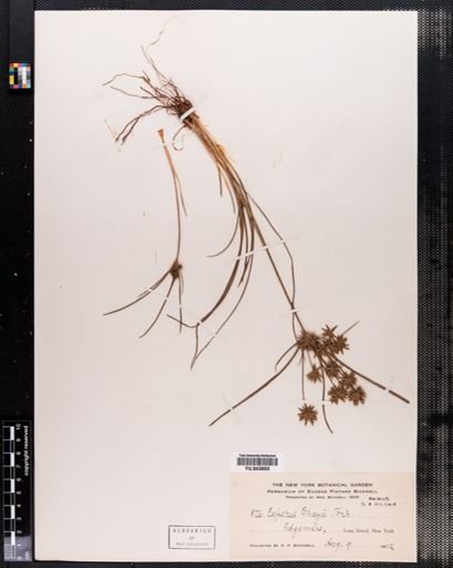 Cyperus grayii