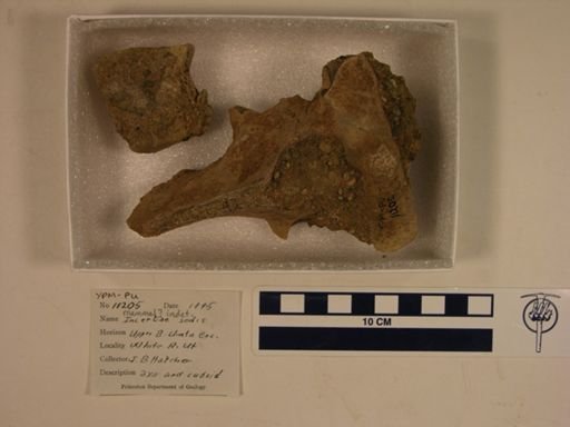 undet. Mammalia