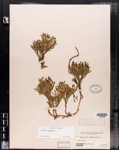 Lycopodium complanatum