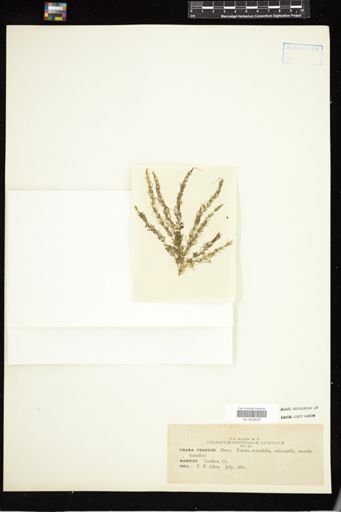 Chara fragilis