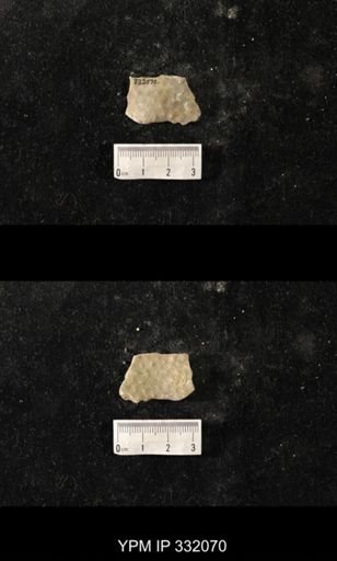 Heterotrypa?