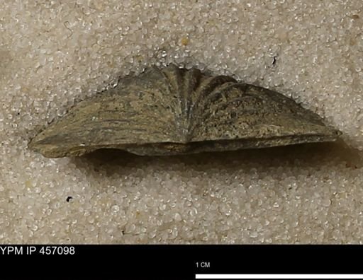 Stropheodonta sp.