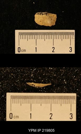 Chonetes granulifer
