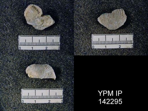 Productus gratiosus